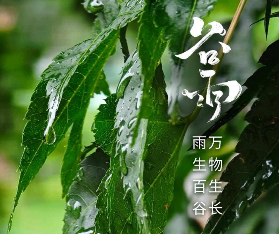 今日谷雨 | 雨生百谷 萬物生長 